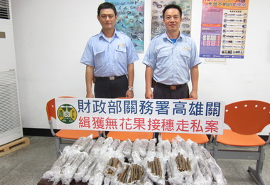 高雄關破獲中國進口雜貨櫃夾藏無花果接穗(圖)