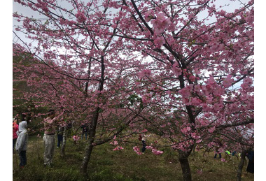 寶山賞櫻好時機來趟原味輕旅行(圖)