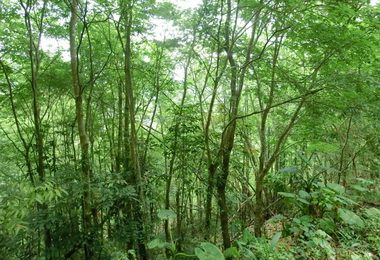 高市原民保留地禁伐補償獎勵金受理申請(圖)