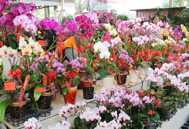 大里國光花市春節不打烊(圖)