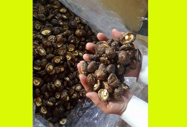 走私新手法 高雄關逮改裝貨櫃藏香菇(圖)