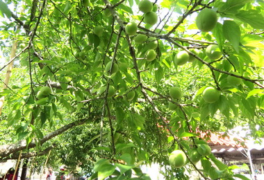 南投梅子節熱鬧登場(圖)