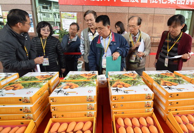 太平農會優質枇杷評鑑廖元順奪冠(圖)