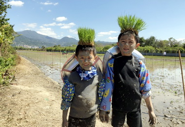 一日農夫體驗北市關渡平原熱鬧登場(圖)