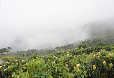 太平啟動枇杷農業體驗(圖)