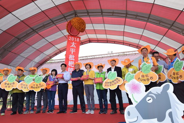 太平枇杷季進入高潮吸引眾多人潮(圖)