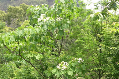 霧峰青桐林園區賞桐花季美極了(圖)
