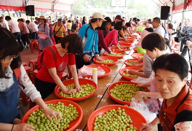 仁愛互新梅園區採製梅熱鬧登場(圖)