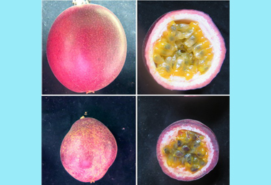 農試所成功研發百香果病毒檢測技術(圖)