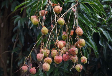 肥皂水防治荔枝椿象環保又有效(圖)