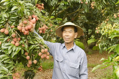 大樹玉荷包盛產高雄郵局挺荔農推宅配(圖)