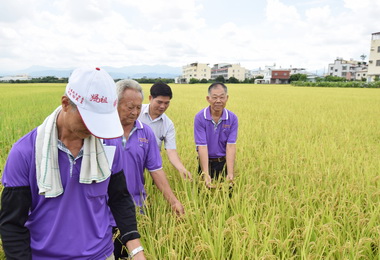 有機農法栽培水稻開班授課創先例(圖)