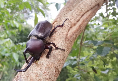 八卦山獨角仙藝術節社頭清水岩登場(圖)