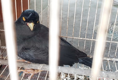 擅捕保育鳥八哥男子已觸法(圖)