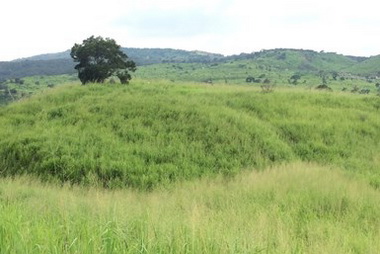中市將培育苗木復育大肚山天然林(圖)