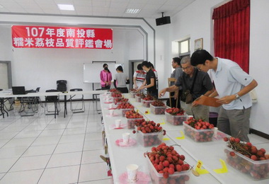 集集農會辦糯米荔枝評鑑曾武峰奪第一(圖)