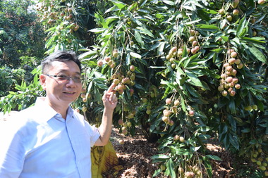 農改場陳俊位研發荔枝老樹復育成功(圖)