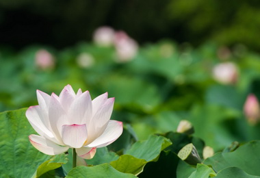 桃園蓮花季熱鬧展開(圖)
