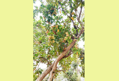 花博后里森林園區原始林相完整保留(圖)