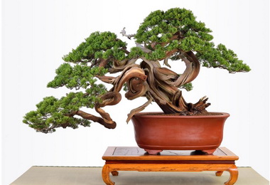 北市藝術盆景展9/7登場(圖)