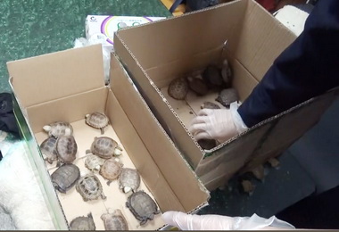 高雄關緝獲旅客走私松鼠與保育類陸龜(圖)