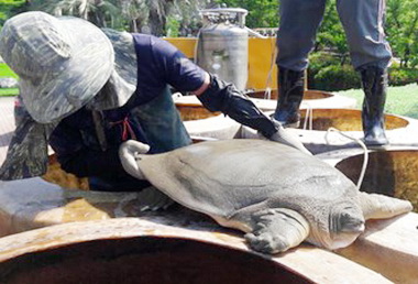 豐樂公園水池清淤發現保育類&#40715;(圖)
