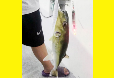 兒誤送河豚肝給老父食用險害喪命(圖)