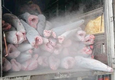 漁業署查獲大批黑鯊全數查扣(圖)