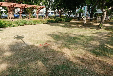 C32站行道樹移植現場試剪(圖)