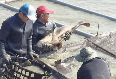 高雄石斑魚價格穩定民眾可踴躍選購(圖)