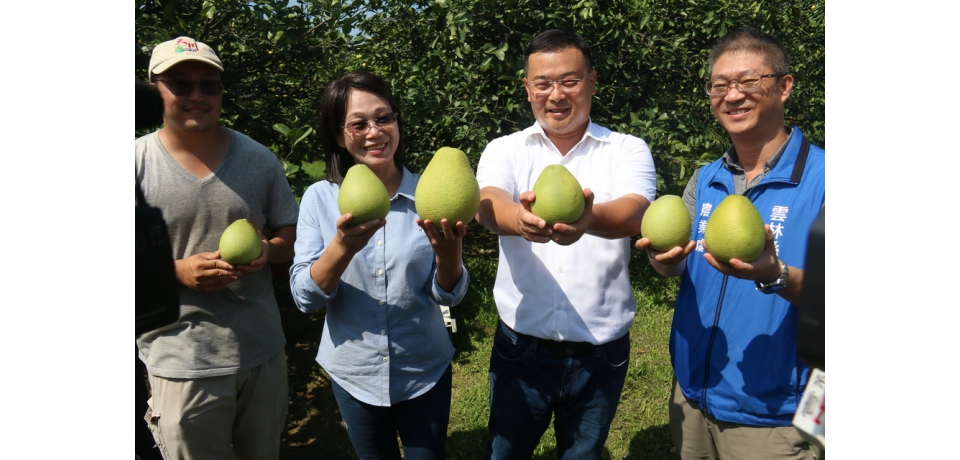 斗六文旦採收 糖度11度起跳(圖)