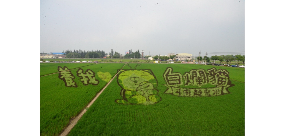 斗南越光米蟲好懂吃市集及白爛貓彩繪稻田登場(圖)