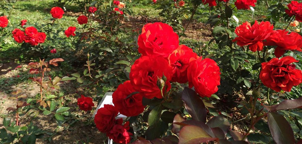 台水七區處：澄清湖的玫瑰花盛開了 來趟賞花之旅吧(圖)