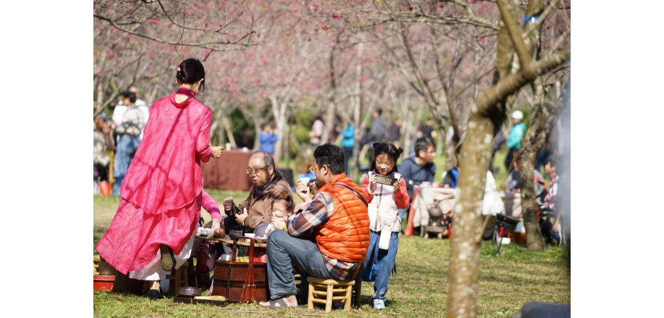 九族櫻花祭賞 花期進入第二波富士櫻盛開(圖)
