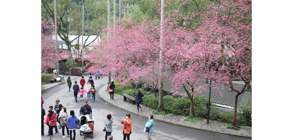 三峽大板根溫泉酒店推出特惠住房專案 邀旅人來森林森呼吸戶外賞花趣(圖)