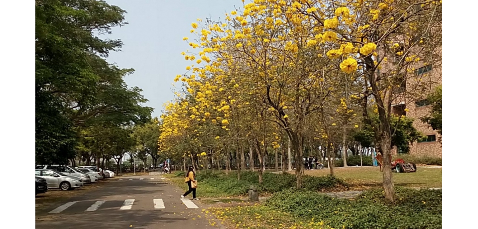 風鈴笑開迎春意 環科技大黃花風鈴木盛開(圖)