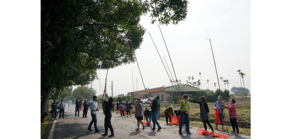 猴囡仔作伙來去摃檨仔-林內親子打芒果(圖)