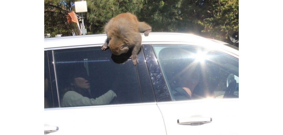 為牠好不餵牠最好 玉管處籲：請勿餵食野生動物(圖)