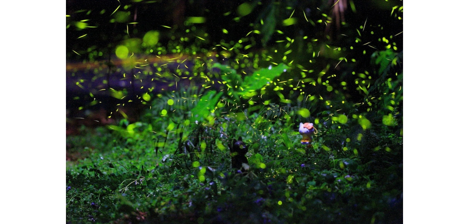 跟著螢光漫步山林田野間　日月潭星光螢火季閃亮登場(圖)