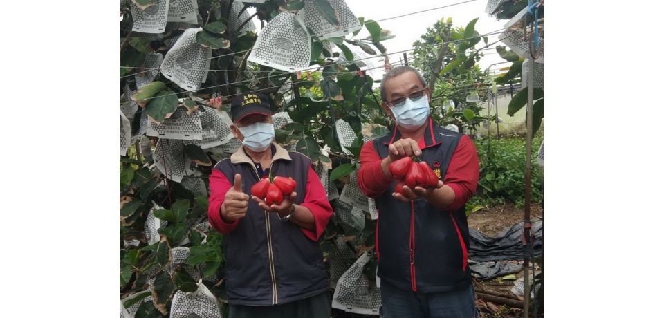 紅珊瑚蓮霧友善種植 果實香甜多汁(圖)