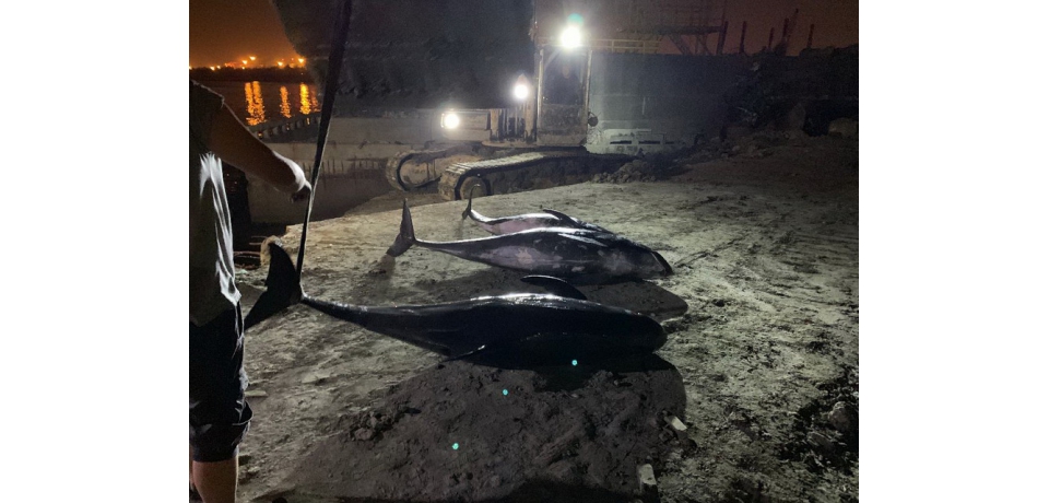 一起守護海洋!成功救援高雄港區擱淺小虎鯨(圖)