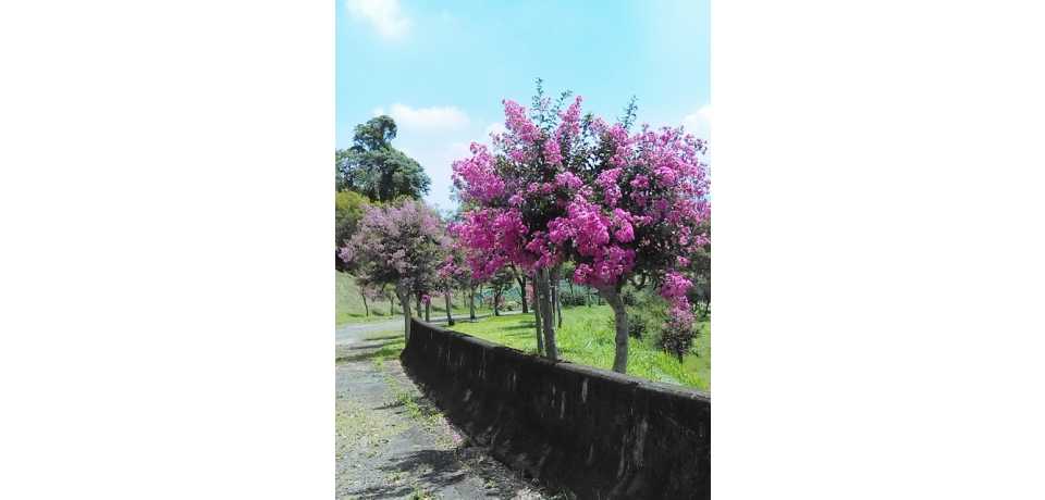 台開草屯園區紫薇盛開 今起免費參觀(圖)