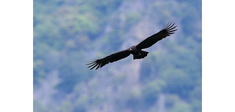 全臺首度山林魅影-林鵰追蹤(圖)