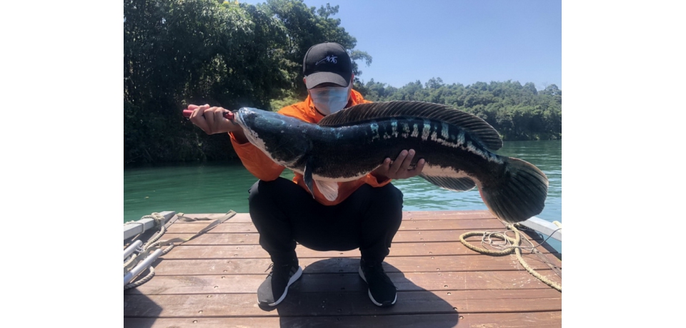 日月潭魚虎數量增多　林明溱要求盡速防治(圖)