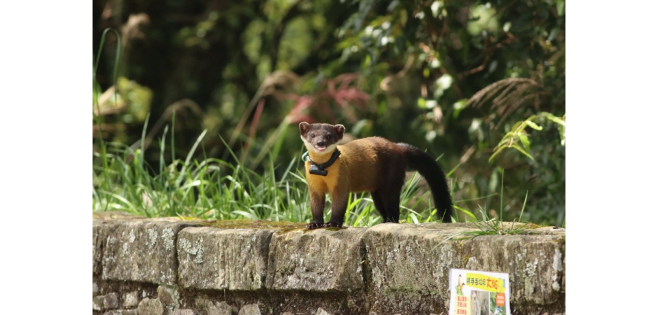 塔塔加黃喉貂山林大縱走(圖)