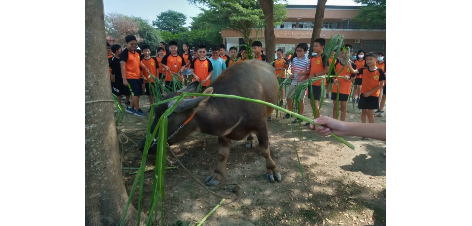 青年回留創新研究牛牛進校園新體驗(圖)