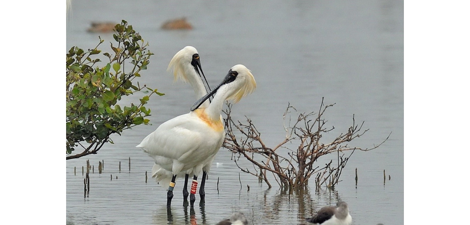2020茄萣海洋生態文化節—洄茄萣情 體驗幸福(圖)