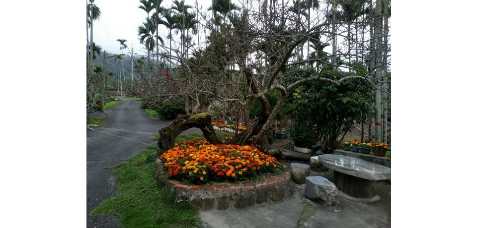 梅花初綻  信義分局執行梅季交通管制疏導措施(圖)