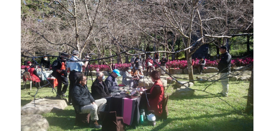 中央氣象局和農業試驗所攜手監測櫻花三年　推算九族櫻花滿開可望落在春節(圖)