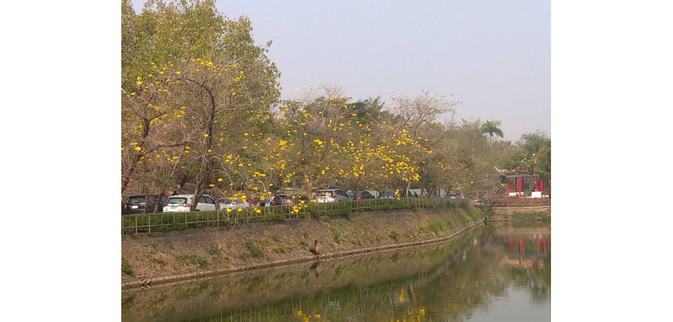 澄清湖 邀民眾共賞黃金花海(圖)